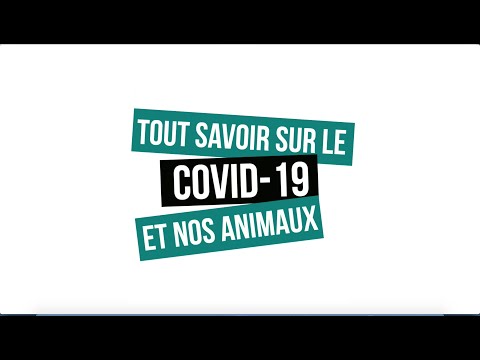 COVID-19: Tout savoir sur le coronavirus et nos amis les chiens et chats COVID-19: Tout savoir sur le coronavirus et nos amis les chiens et chats