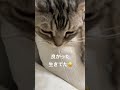 まるで〇〇現場の様😆脱力ピーちゃん。A cat who is too weak.#short #ねこのいる生活 #遊びすぎてお疲れ猫#cat #多頭飼い #アメショー #室内飼い