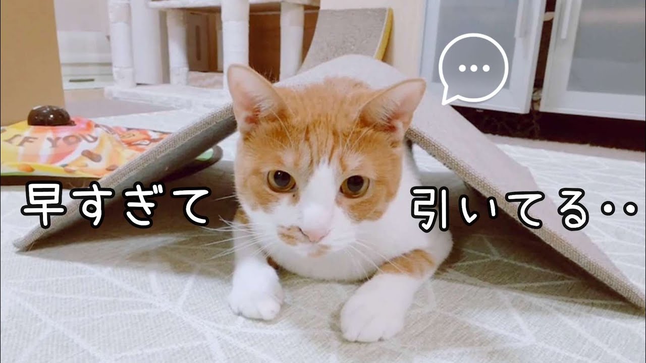 早すぎる猫じゃらしに引いてると思ったら、くすっと笑える結末でした♪