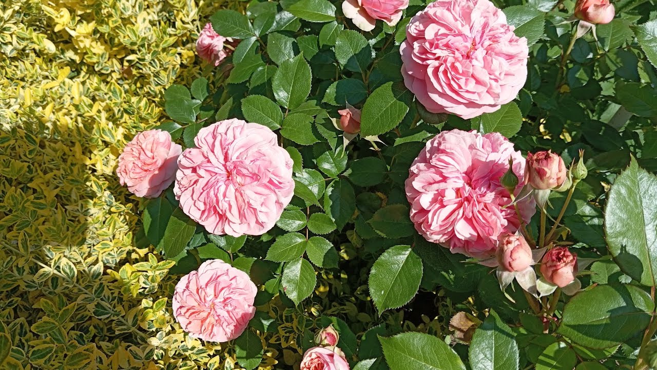 💫🌹🤩Перші троянди це завжди диво!С кожним днем їх все більше!Заходьте,подивимося разом!