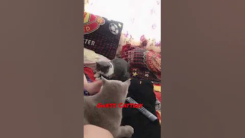 Video 1714321: cat britishshorthair kucing kitten, britishshorthair cat cute kucing, kitten kucing british, bicolor british