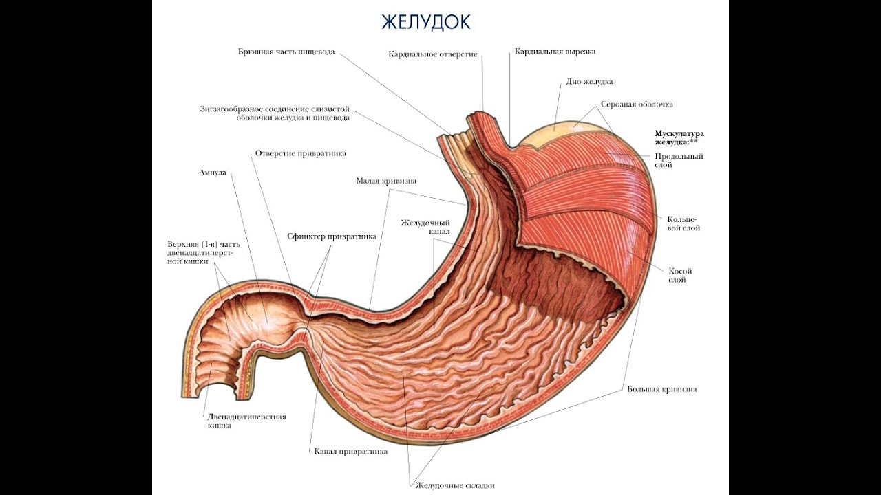 Желудок функция отдела. Анатомическое строение желудка. Желудок человека строение рисунок.