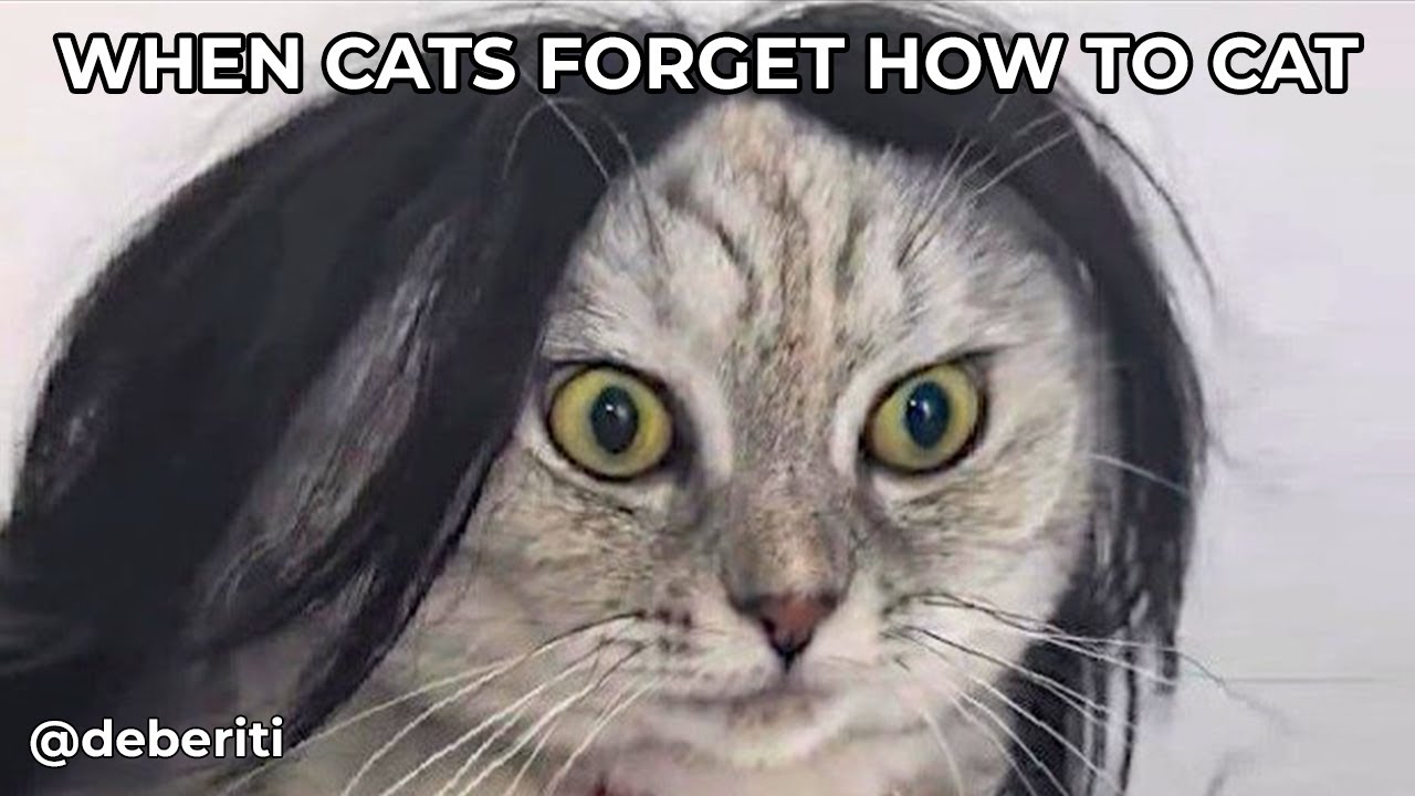 Hilarious Cat Brain Fails Compilation 😂🐱 | Cats vs Logic Gone Wrong!