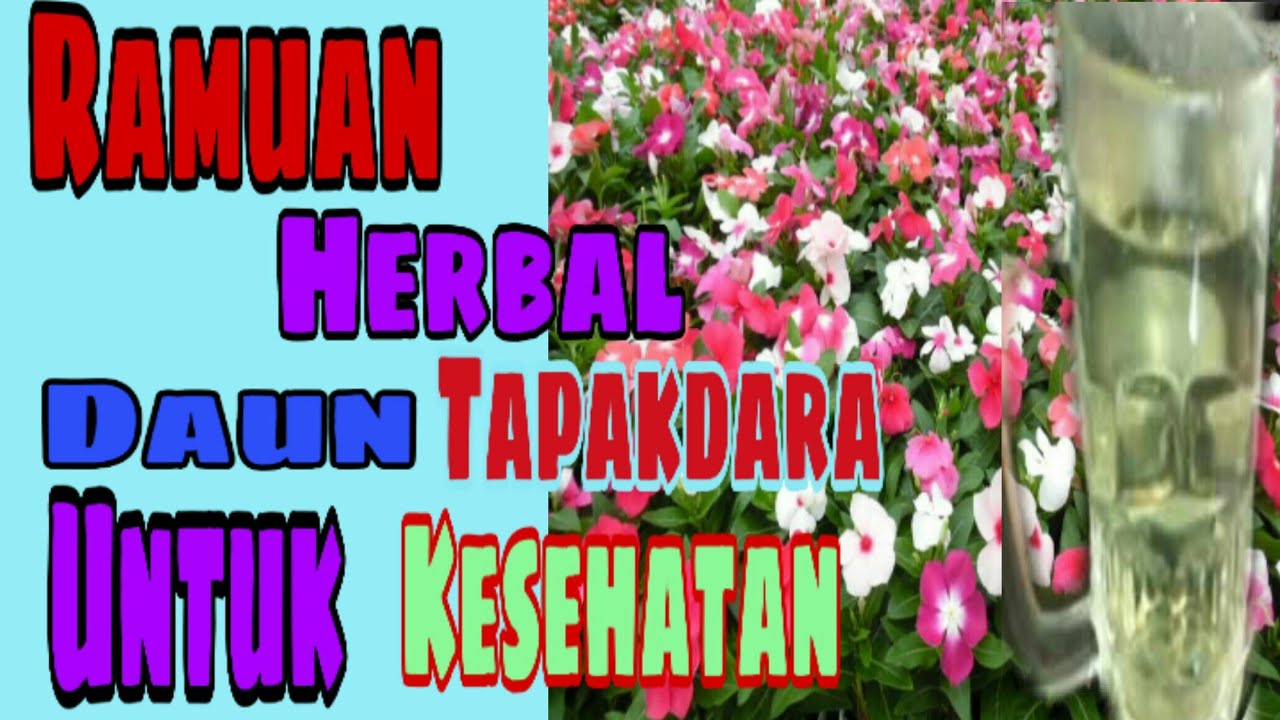 manfaat ramuan herbal dan teh herbal dari Daun dan bunga tapak Dara