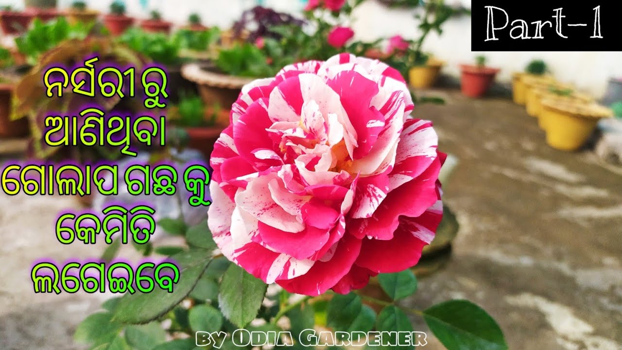 Part-1|| ନର୍ସରୀ ରୁ ଆଣିଥିବା ଗୋଲାପ ଗଛ କୁ କେମିତି ଲଗେଇବେ || Basic Soil mixture || Root treatment ||
