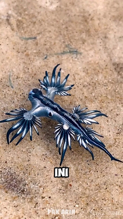 Siput naga biru #shorts