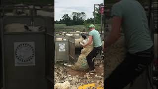 Shearing Sheep