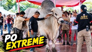 Full Penimbangan Kelas PO Extreme Kontes Sapi Appsi Piala Presiden 