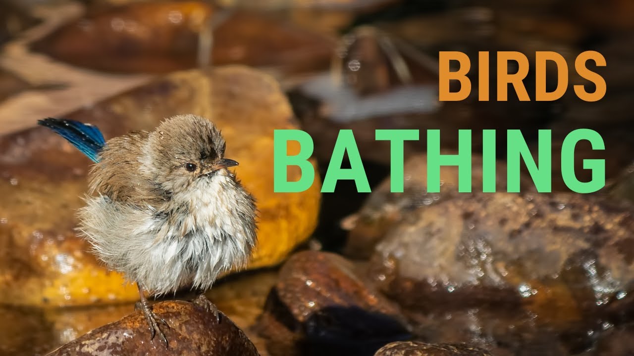 How Do Birds Clean Watch Them Bathing YouTube How Do Birds Clean Watch Them Bathing YouTube