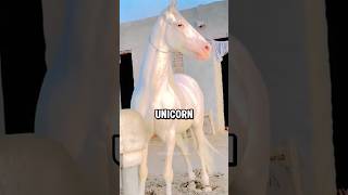 Akhal Teke: The Most BEAUTIFUL Horse in The World