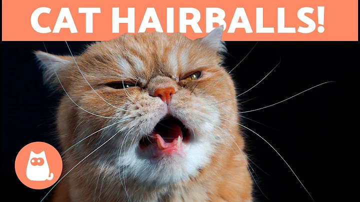 HAIRBALLS in CATS - Symptoms and Treatment Options - DayDayNews