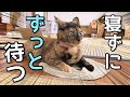 朝から昼まで新しい掃除機が届くまでベッタリな猫が愛おしい、、