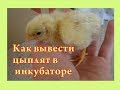 Как вывести цыплят в инкубаторе- Инкубация куриных яиц-пошагово