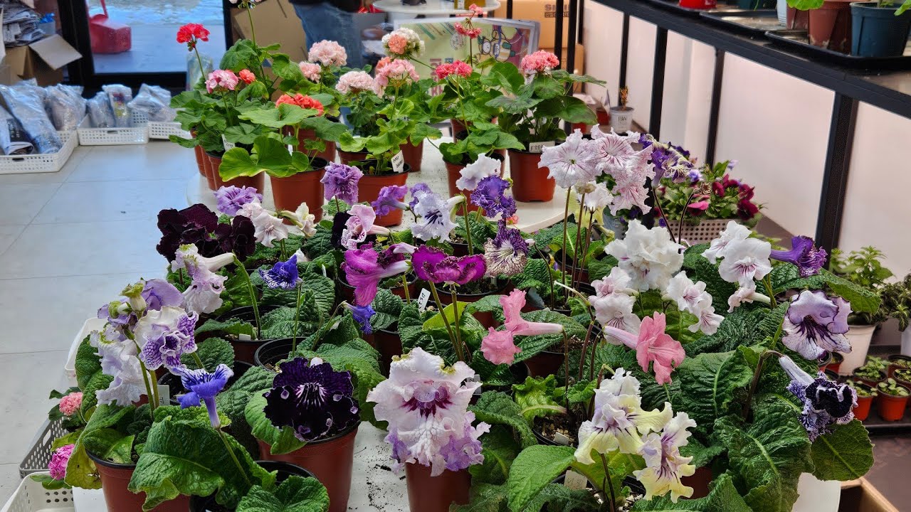 #제라늄#비올라#펜지#스트렙토카르푸스  택배문의 010 9535 2958