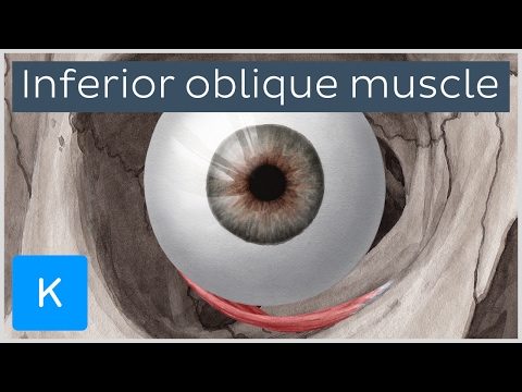 Видео: Inferior Oblique Function, Anatomy & Diagram - Карти на тялото