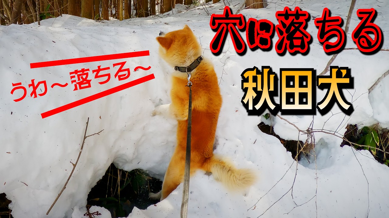 Tragedy] An Akita dog and its owner fall into a pitfall [A glimpse