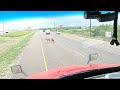 Dogs stop trucker and hold up traffic on the highway.