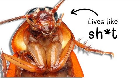 Why It Sucks to Be Born as a Cockroach