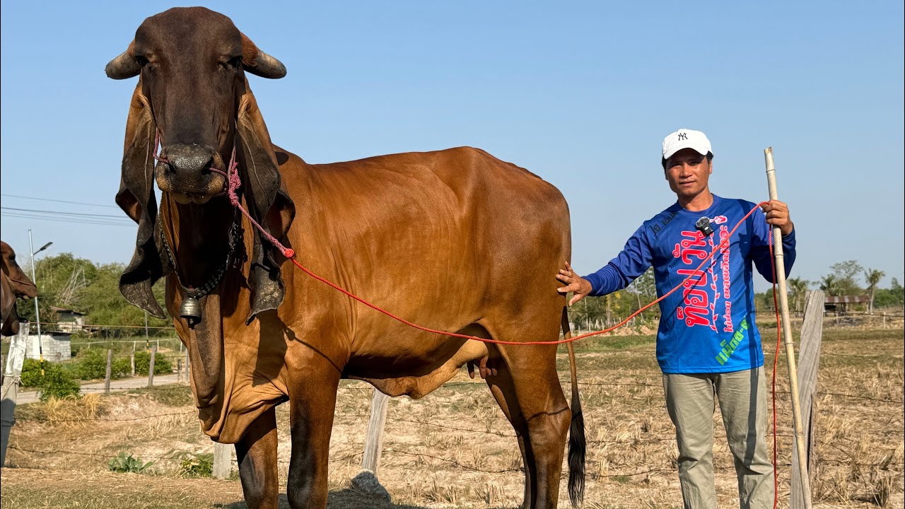 วัวงาม วัวเลี้ยงราคาถูกๆ อิสระฟาร์ม วัวงามเมืองพล วัวสายหู วัวบราห์มันแดงหัวโล๊น เริ่มต้นหลักพัน 