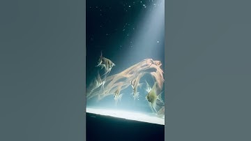 Altum orinoco ( Thần tiên Ai Cập) # #minhlee #cichlid #altum