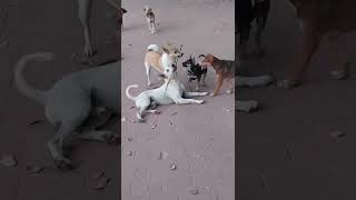 Why Doggies Love Stick So Much