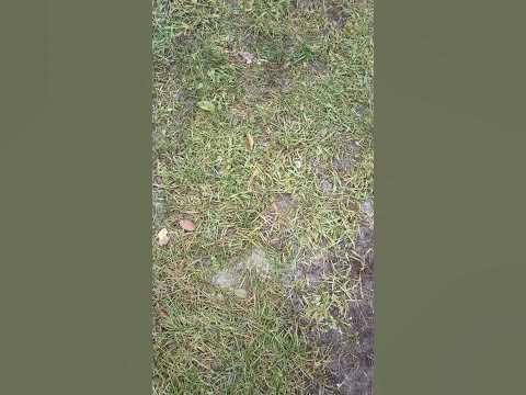 Травка зеленеет. - YouTube