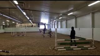 Lyndsey (Flatwork): 2014 Mare 160cm Irish Sport Horse