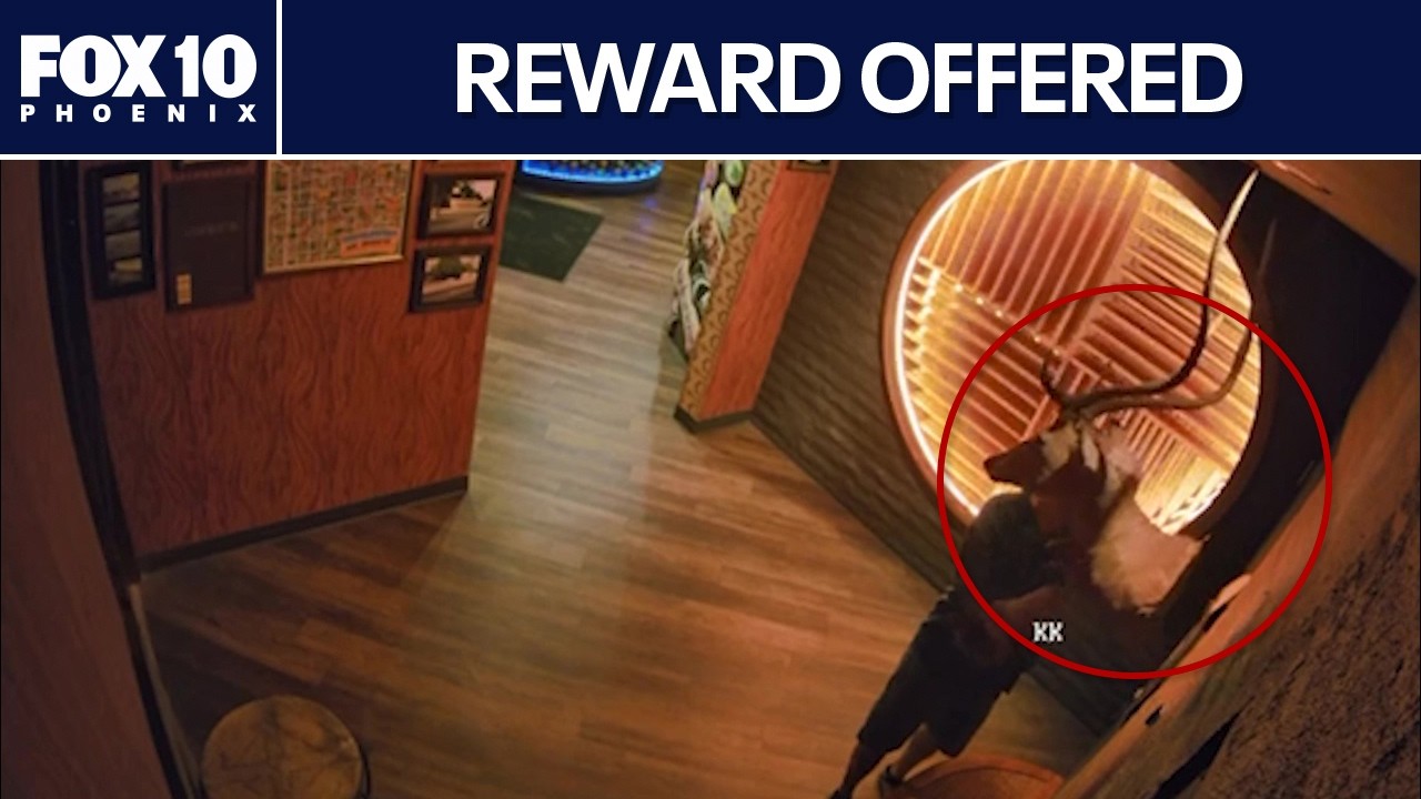 Deer head stolen from Tempe pizza restaurant | FOX 10 Phoenix