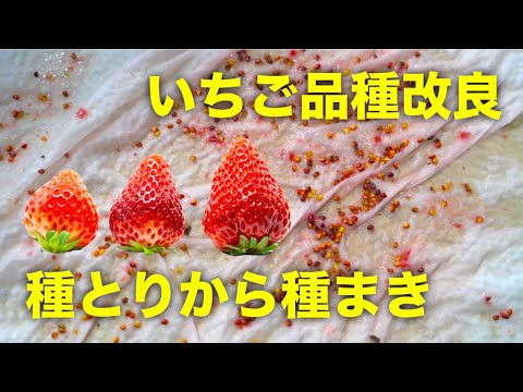 品種改良 いちごの品種改良で種を効率的に取る方法と種まきのやり方 Youtube 品種改良 いちごの品種改良で種を効率的に取る方法と種まきのやり方 Youtube
