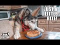 Husky’s Surprise Did NOT Go To Plan!