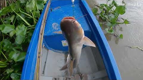 Câu cá tra sông Cái Bé mùa nước đổ