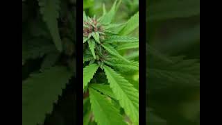 uk guerilla growing 24th Sept 2023 #right2growUK