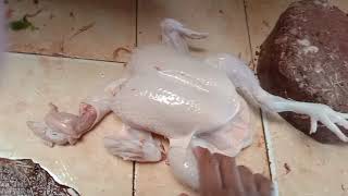 harga ayam potong 1kg...lg naik #short. 