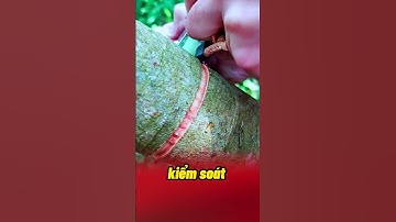 Nhiều người trồng Vải không biết cách khoanh này #kythuatcaytrong #vaithieulucngan #vaithieu #chiase