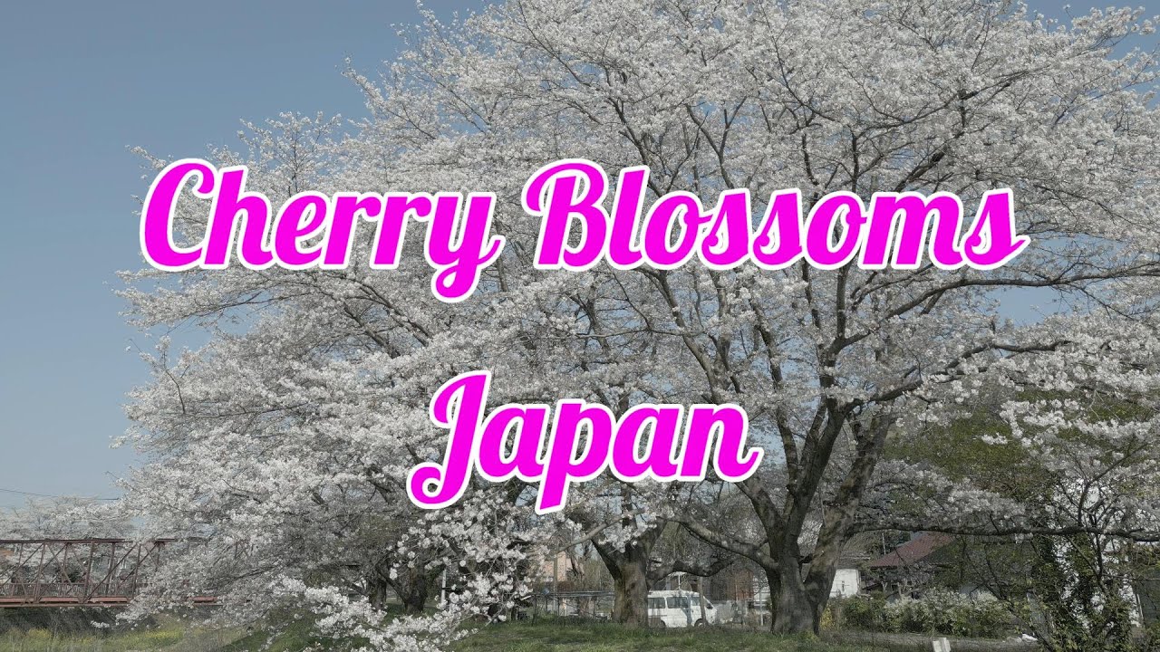 Cherry Blossoms in Japan [4K] - YouTube