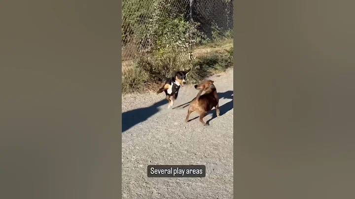 Magnuson Off Leash #Dog Park in #seattle | #dogsof...