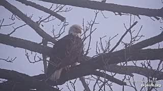 Decorah Eagles - North Nest 03.05.2024