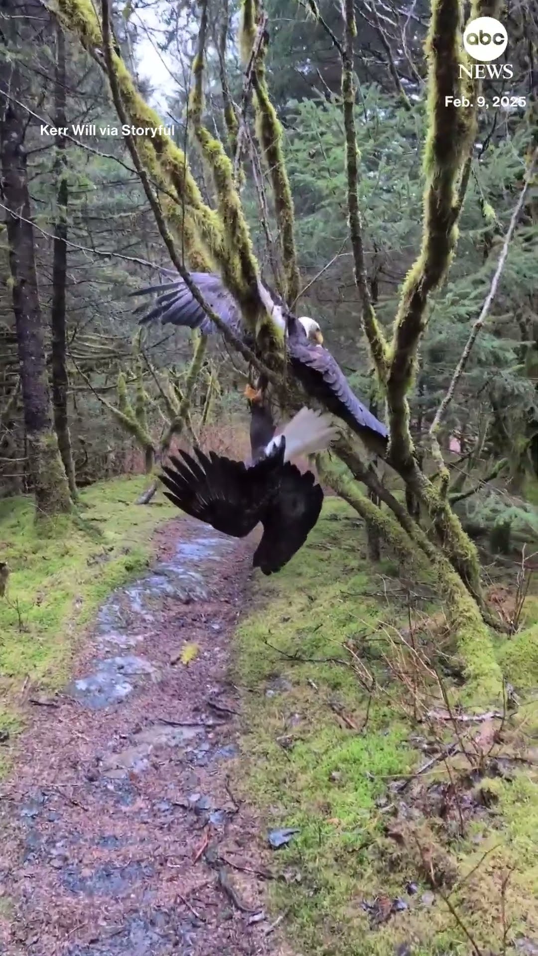 Hiker stumbles upon two bald eagles tangled in tree