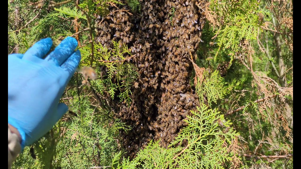 Pszczoły się wyroiły! Pierwsza rójka w tym roku..