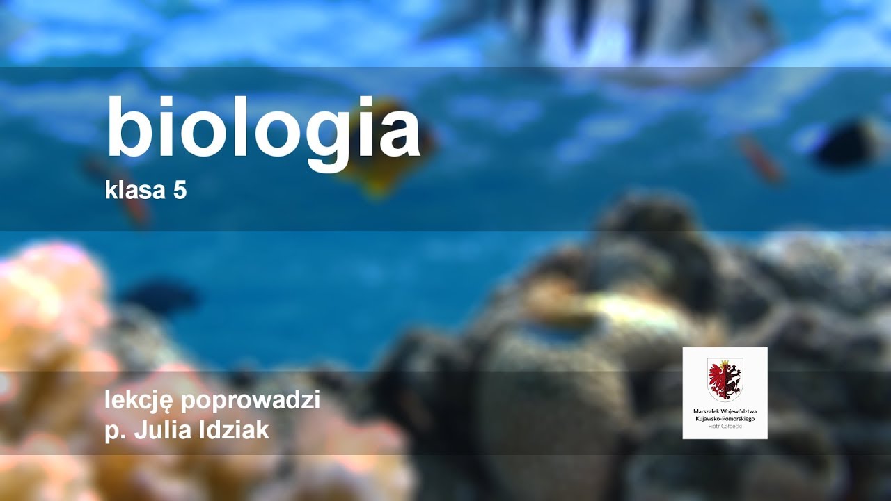 Klasa 5 - Biologia - budowa i funkcje łodygi | szkoła - YouTube