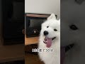 電子レンジで簡単無添加おやつ#犬 #samoyed #サモエド＃大型犬#サモエド子犬#サモエドスマイル #サモエド犬 #電子レンジ#電子レンジレシピ