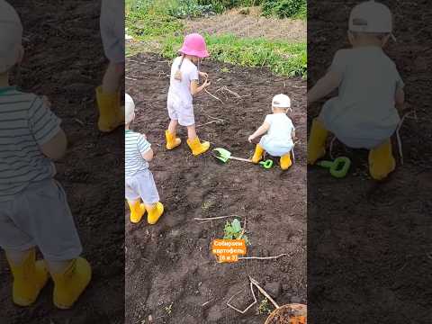 помощники 😁 собираем картофель 🥔 #урожай #сборурожая #двойняшки #3года #6лет #прогулка
