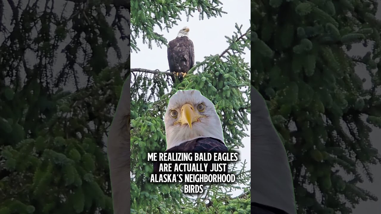 Bald Eagles Are Everywhere in Sitka, Alaska