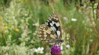 The Marbled White butterfly