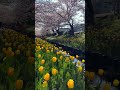 Yokohama Japan Spring 2026 🌸 Cherry Blossoms and Tulips at Egawa Murmuring Stream Promenade