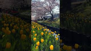 Yokohama Japan Spring 2026 🌸 Cherry Blossoms and Tulips at Egawa Murmuring Stream Promenade Yokohama Japan Spring 2026 🌸 Cherry Blossoms and Tulips at Egawa Murmuring Stream Promenade