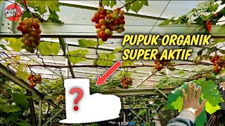 INILAH PUPUK ORGANIK ANGGUR IMPORT YANG DIGUNAKAN DI KEBUN SAMPURASUN @DutaAnggur TASIKMALAYA INILAH PUPUK ORGANIK ANGGUR IMPORT YANG DIGUNAKAN DI KEBUN SAMPURASUN @DutaAnggur TASIKMALAYA