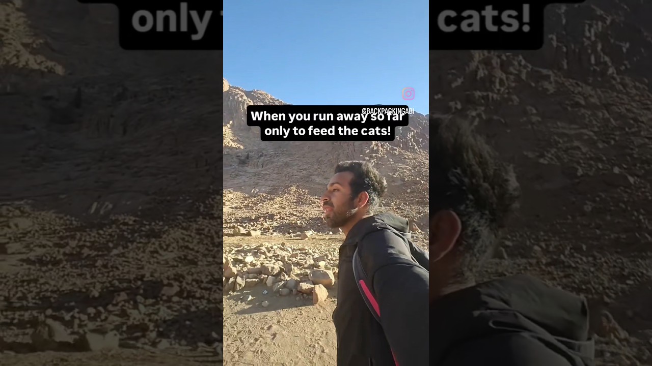 When You Hike Mountains Just to Feed Stray Cats | Egypt Travel /South Sinai 