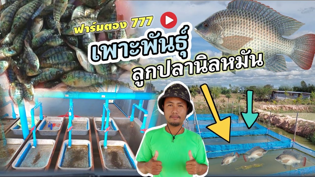 ปลา ลูกพันธุ์ปลา เพาะพันธุ์ปลานิลหมัน พร้อมส่ง กับ ฟาร์มตอง 777  #ปลานิล🐟