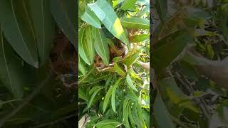 the Amazing red Ants house
